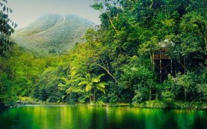 Panama's lush rainforests