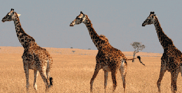 Safari Chronicles A Wildlife Adventure In Kenya Maasai Mara