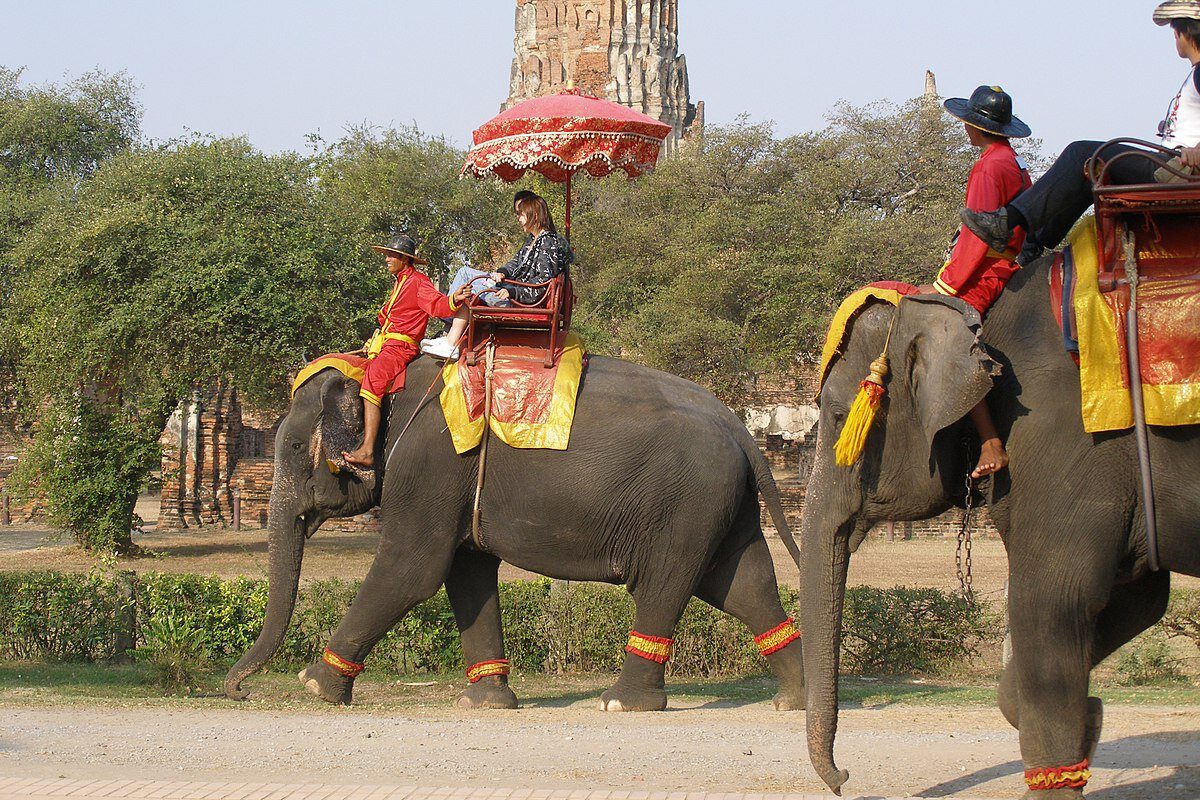 Elephants in Thailand