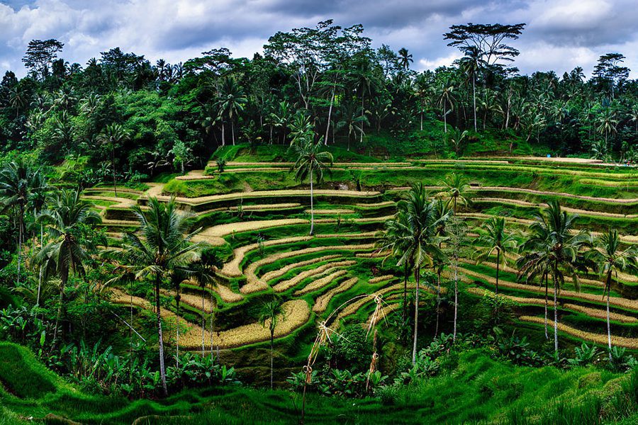 Tegallalang Rice Terraces in Bali