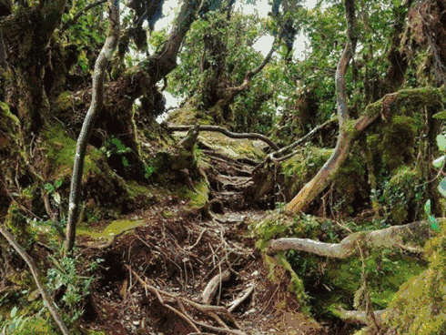 Mossy Forest in Cameron Highlands