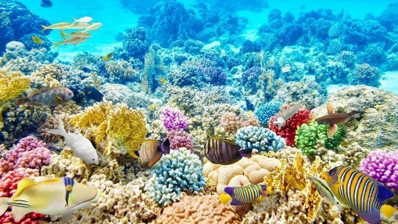 Swimming with turtles in Bora Bora