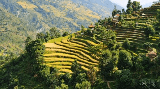 Yoga Session in the Himalayan Foothills
