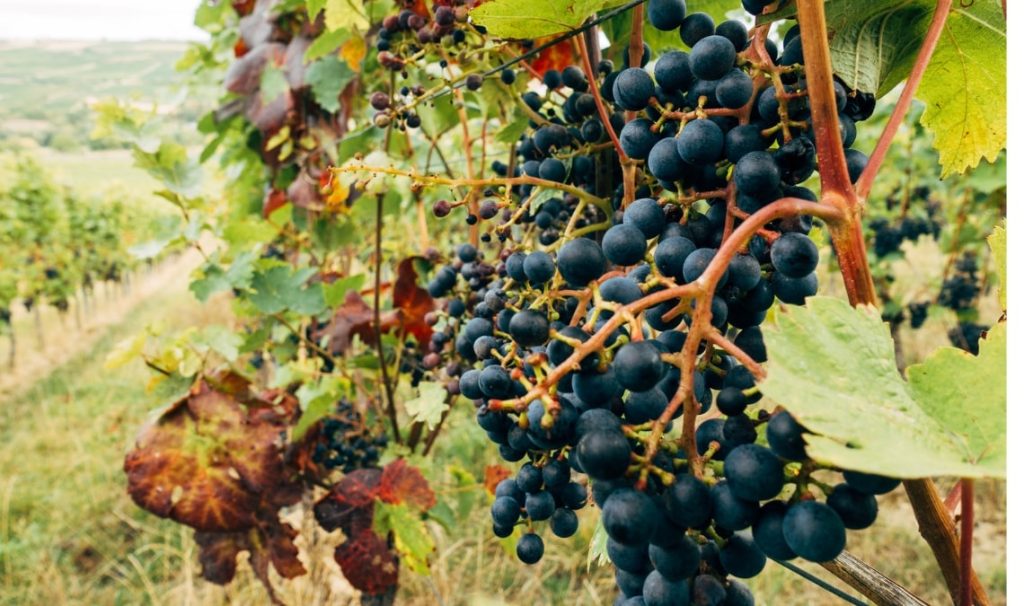 Wine tasting experience in Troodos Mountains