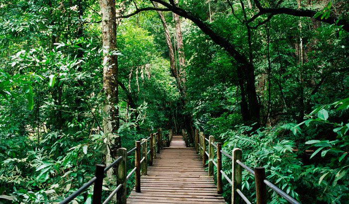 Walkway through Bukit Nanas Forest Reserve
