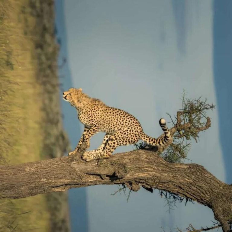 Kenyan Safari Sojourn A Day In The Maasai Mara