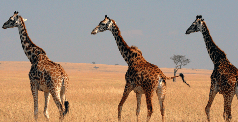 Safari Chronicles A Wildlife Adventure In Kenya Maasai Mara