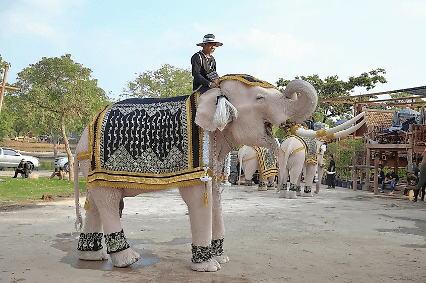 White Elephant in Thailand