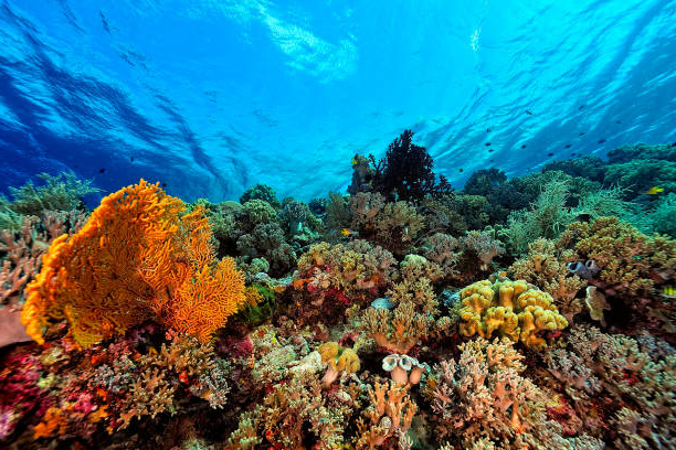 An underwater scene showcasing colorful coral reefs and marine life