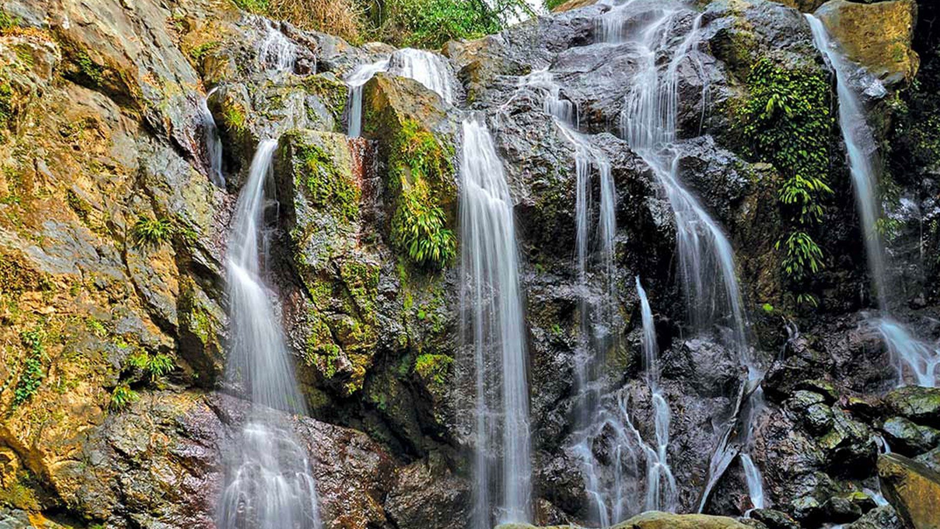 Rainforests and Wildlife in Trinidad and Tobago
