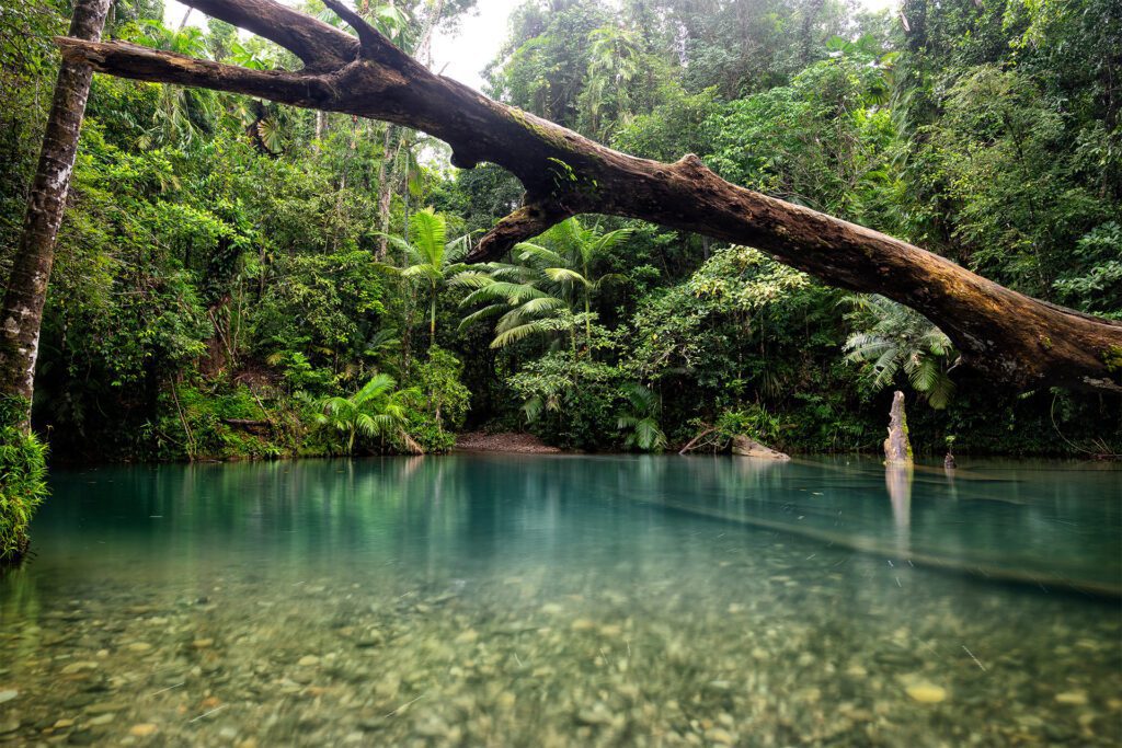 An enchanting view of the Amazon Rainforest