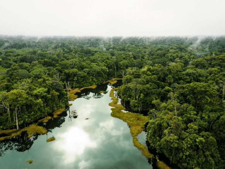 Epic Moments A Personal Reflection On Exploring The Amazon Rainforest