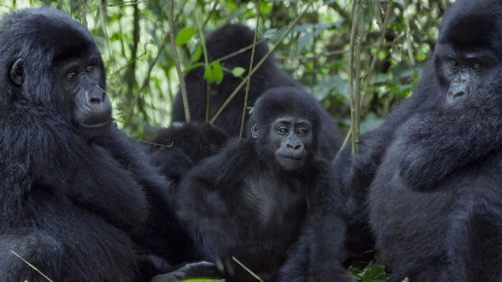 African Adventures Gorilla Trekking In Uganda Bwindi Impenetrable Forest 2
