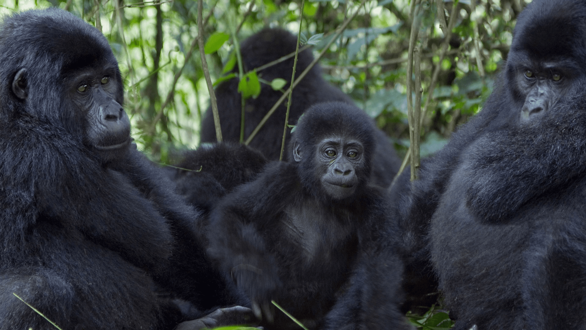 Gorilla trekking in Bwindi Impenetrable Forest