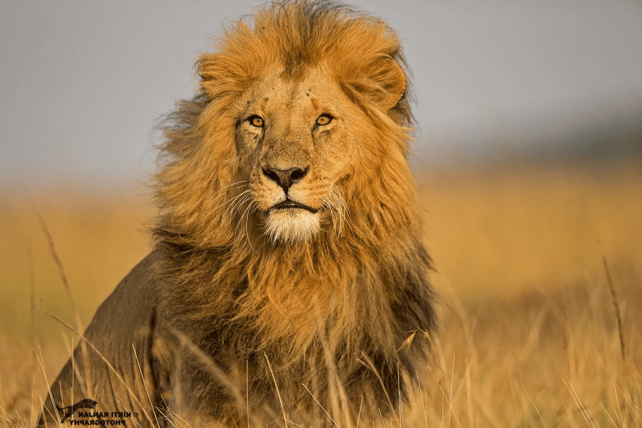 Aerial view of Maasai Mara wildlife