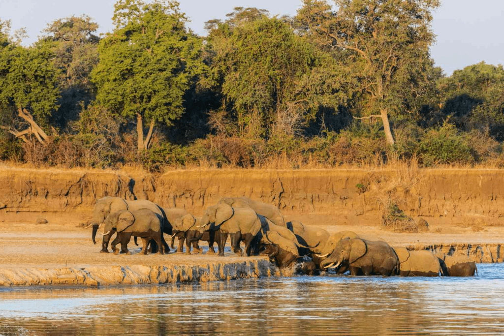 African Adventures Walking Safaris In Zambia South Luangwa National Park 2