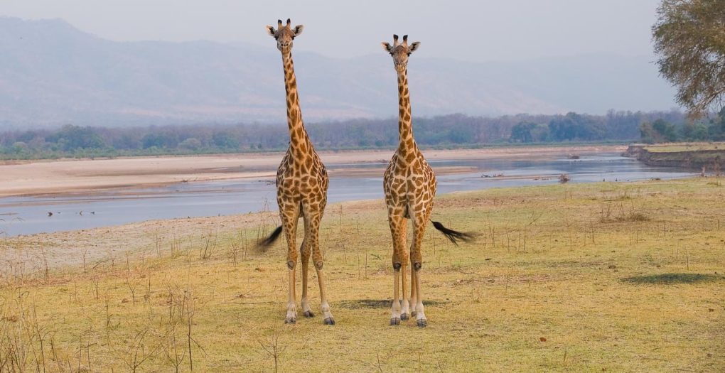Walking Safari Experience in Zambia