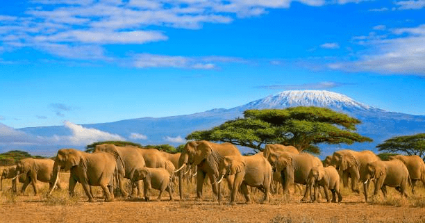 African Safari Wildlife Watching In Tanzania Serengeti