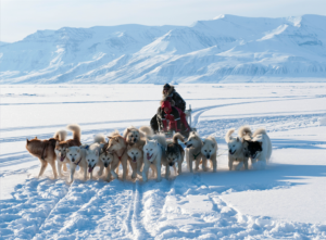 Dog Sled Team in Greenland