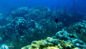 Stunning beaches and landscapes of Tobago