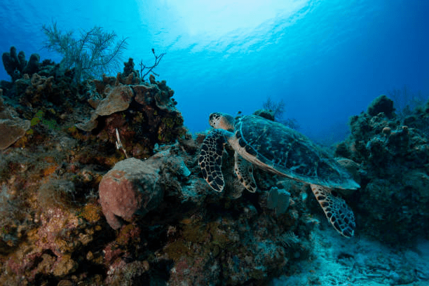 Caribbean Charms Swimming With Turtles In The Cayman Islands 2