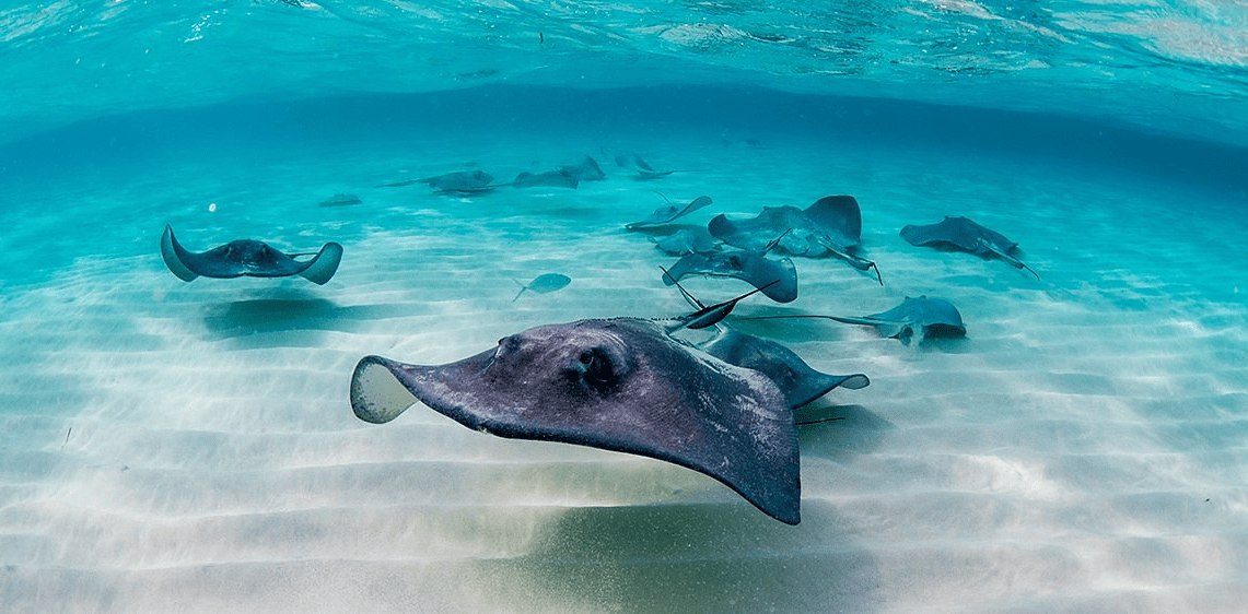 A close encounter with stingrays at Stingray City