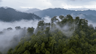 Costa Rican Quest: Zip-lining through the Monteverde Cloud Forest