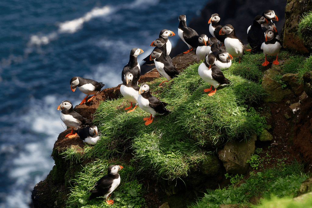 Puffins on Mykines Island