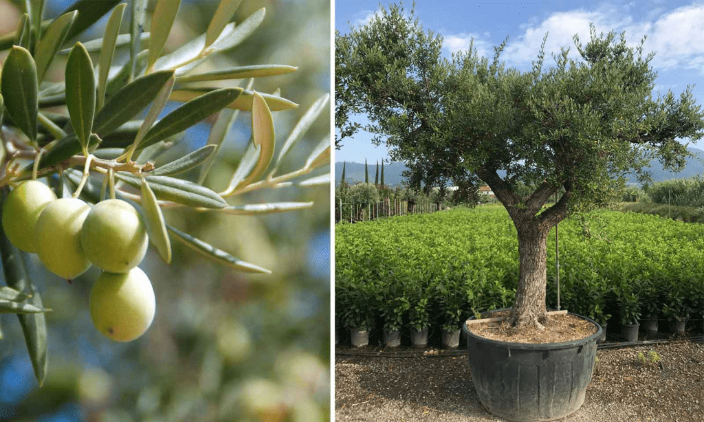 Traditional olive oil mill in Peloponnese