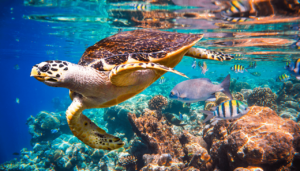 Bora Bora sea turtles