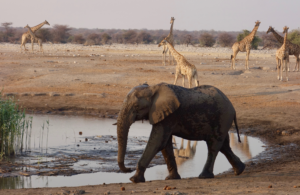Savanna landscape in Botswana