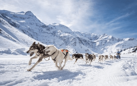 Husky sledding in the winter wonderland of Lapland