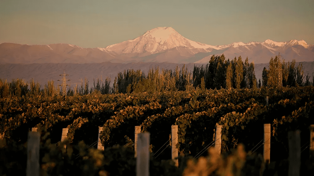 Wine tasting experience in Mendoza