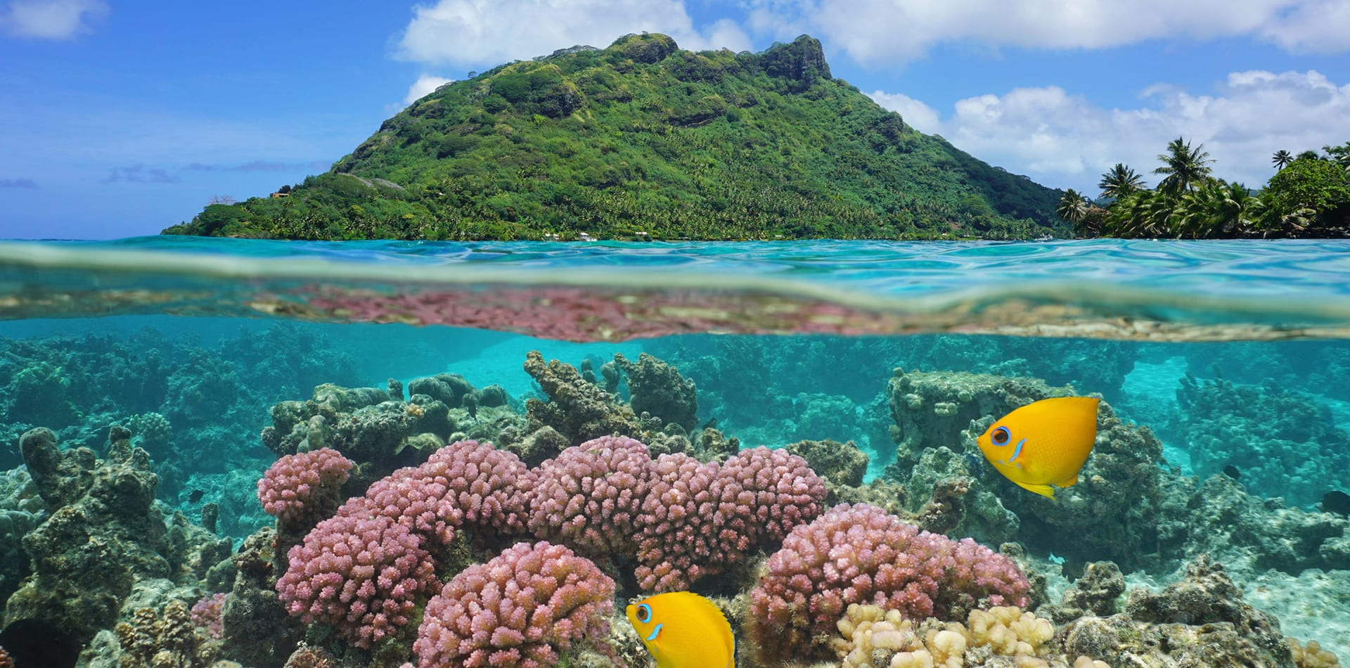 South Pacific Secrets Diving With Sharks In French Polynesia Tuamotu Archipelago 3