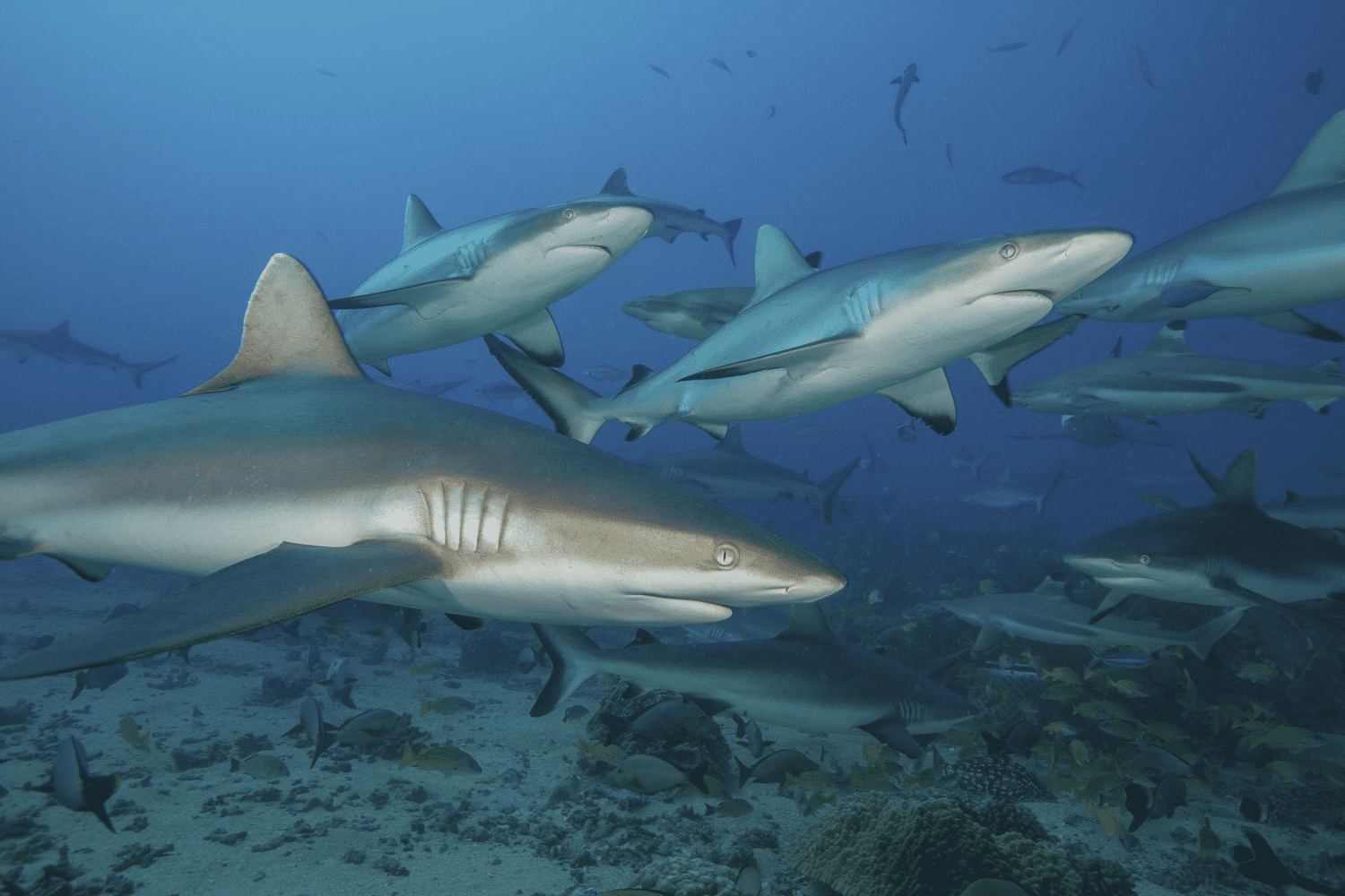 Diving experience in Tuamotu Archipelago
