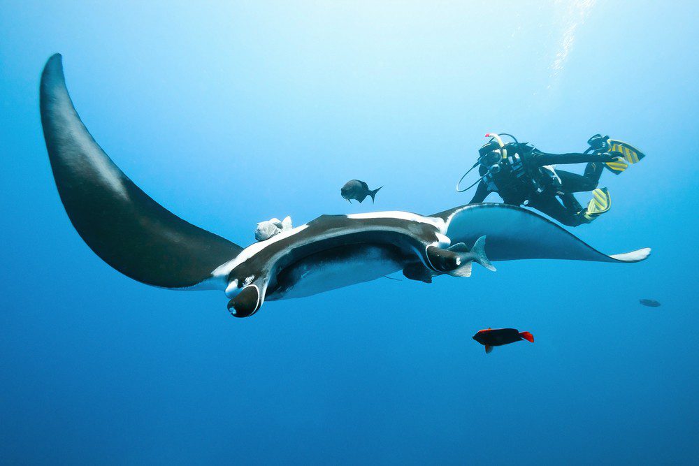 Exploring the underwater paradise of Tahiti